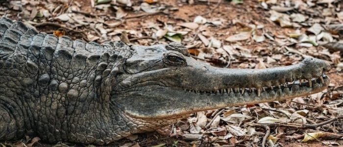 the chase elle kennedy pdf free download