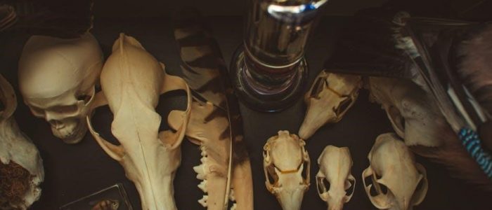written in bone pdf free